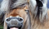 What Horse Meat & Cloud Security Have in Common