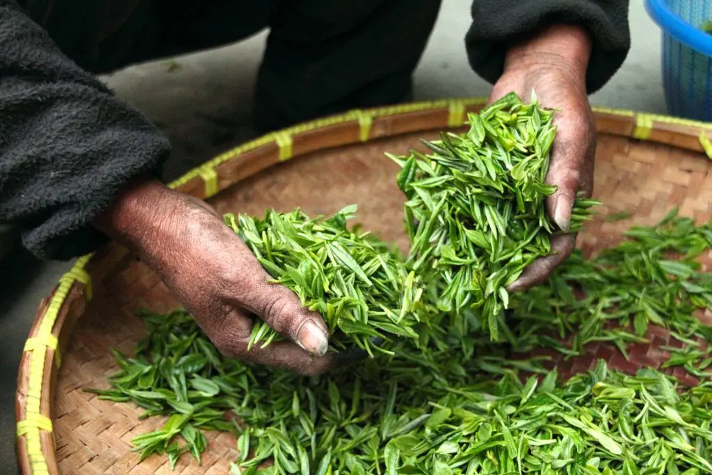 a person is holding a pile of green leaves in their hands