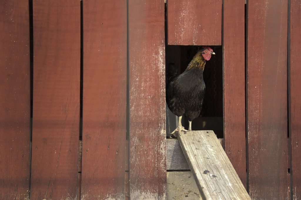 a black chicken standing in a wooden barn doorway