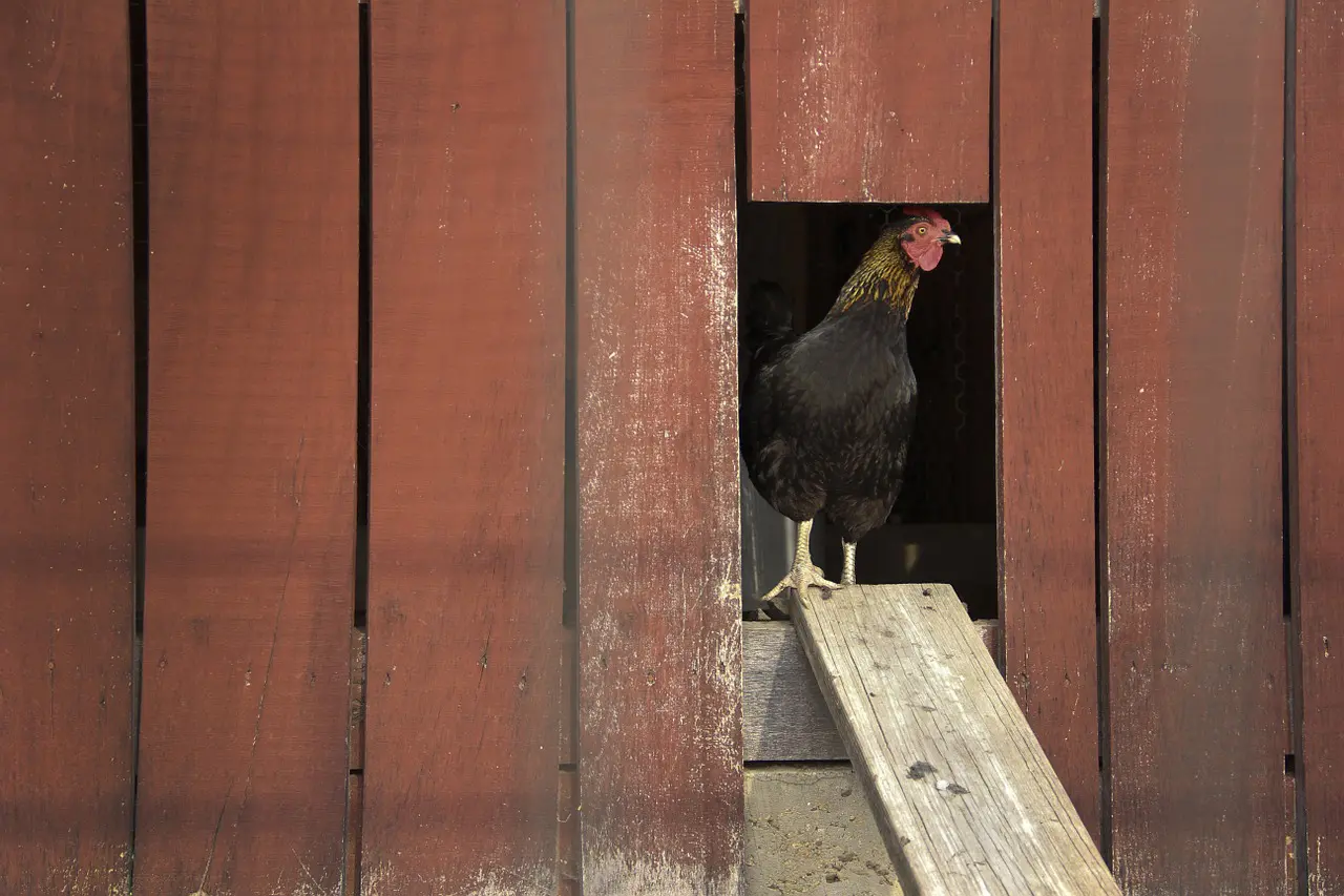 a black chicken standing in a wooden barn doorway