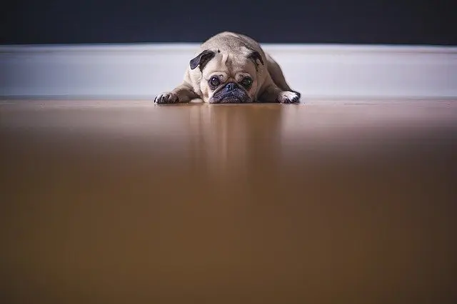 a pug dog is laying on the floor and looking at the camera