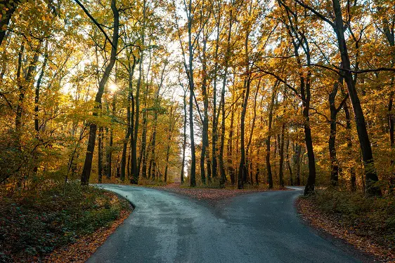 a road that is going through a forest