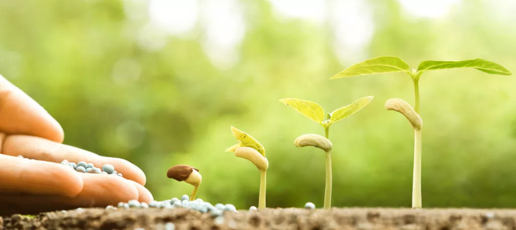 Person fertilizing a plant that is growing out of the ground