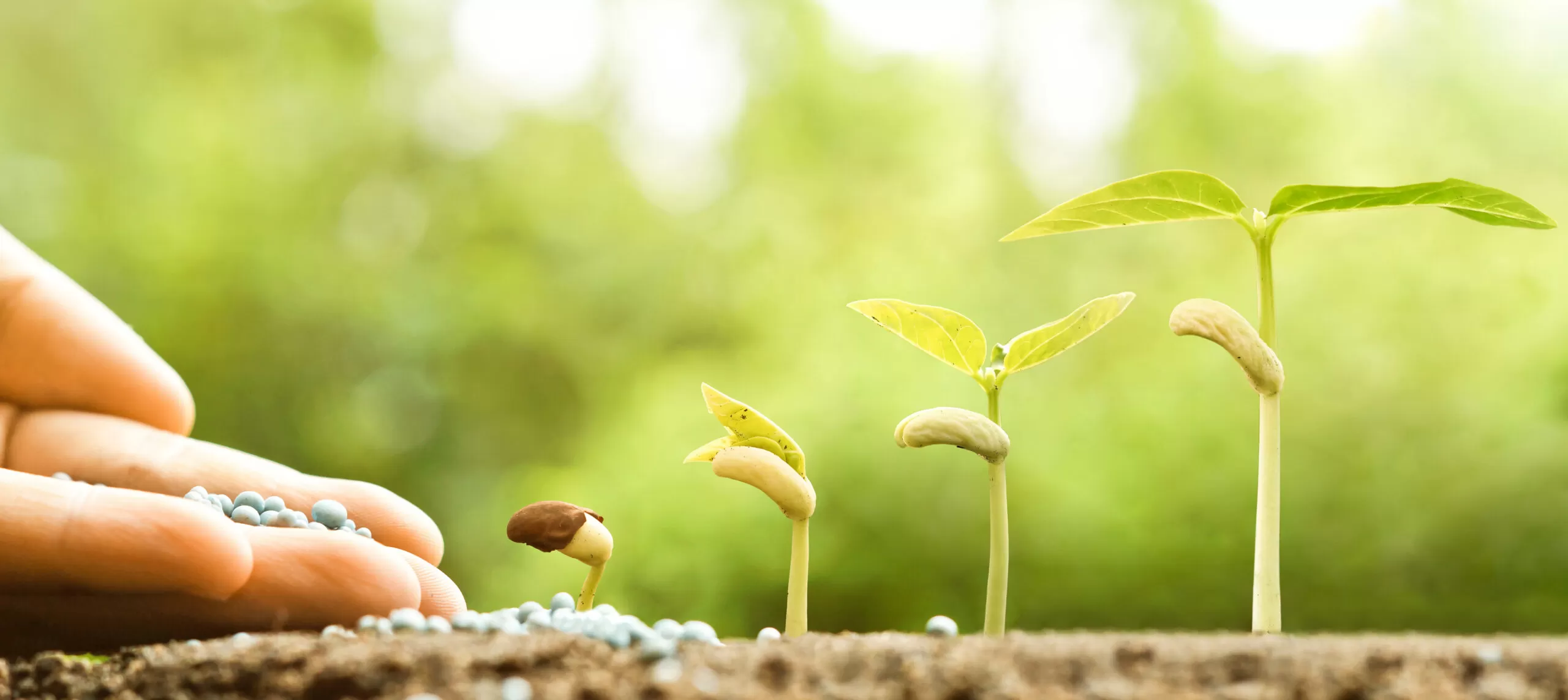 Person fertilizing a plant that is growing out of the ground